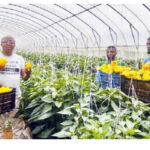 • A greenhouse farm