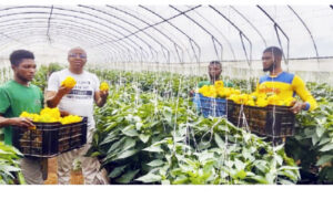 • A greenhouse farm