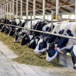 • Livestock farm