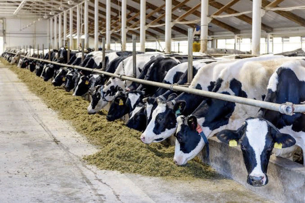 • Livestock farm