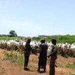 Cattle rustling by Operation Fansan Yamma