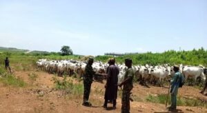 Cattle rustling by Operation Fansan Yamma