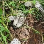 Isuochi in Abia – 28 human skulls recovered