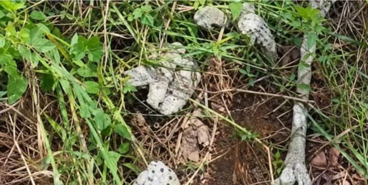 Isuochi in Abia – 28 human skulls recovered