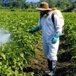 Farmers