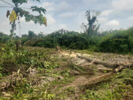 Part of destroyed farmland