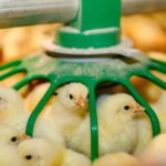 Poultry farmers seek government support amid soaring costs