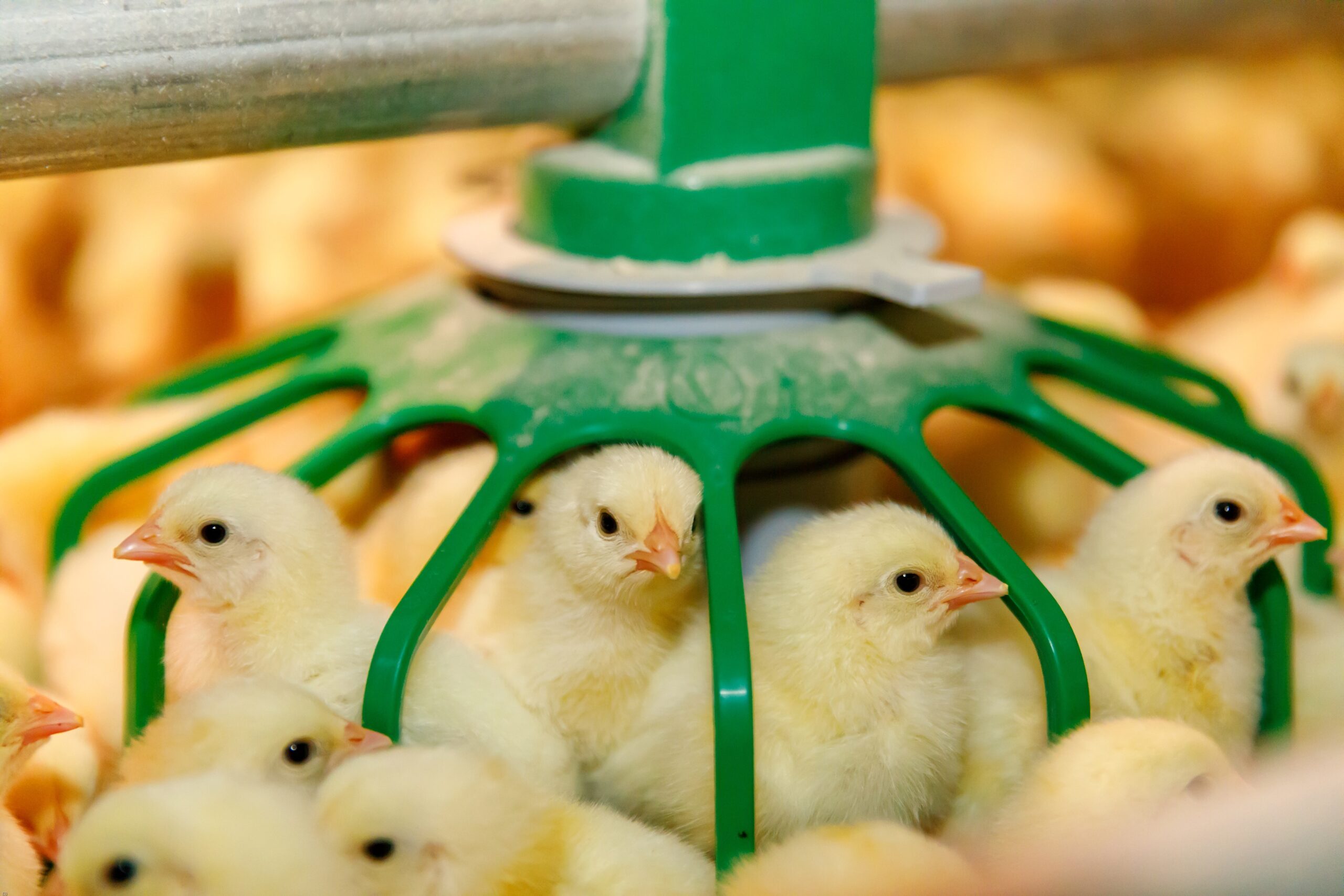 Poultry farmers seek government support amid soaring costs