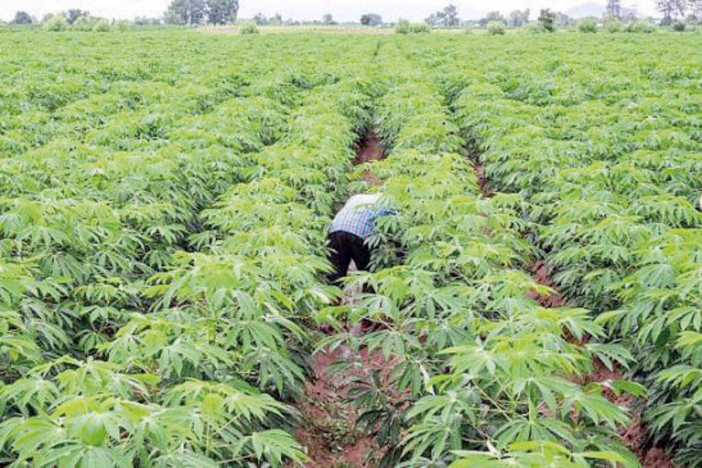 • Cassava farm