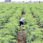 • Cassava farm