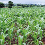 • Maize production