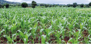 • Maize production