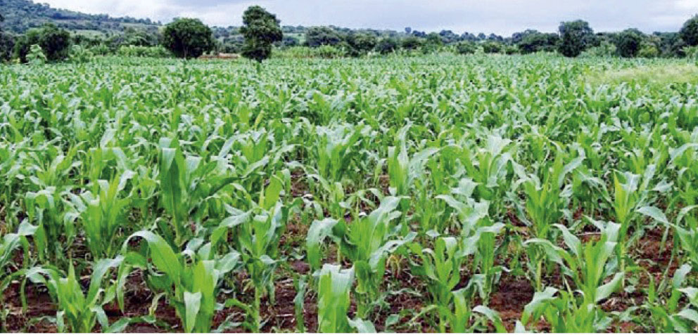 • Maize production