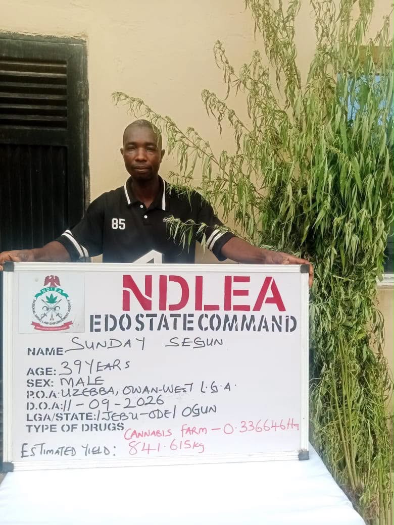 NDLEA cracks down in Edo, arrests 42 as drug baron flees