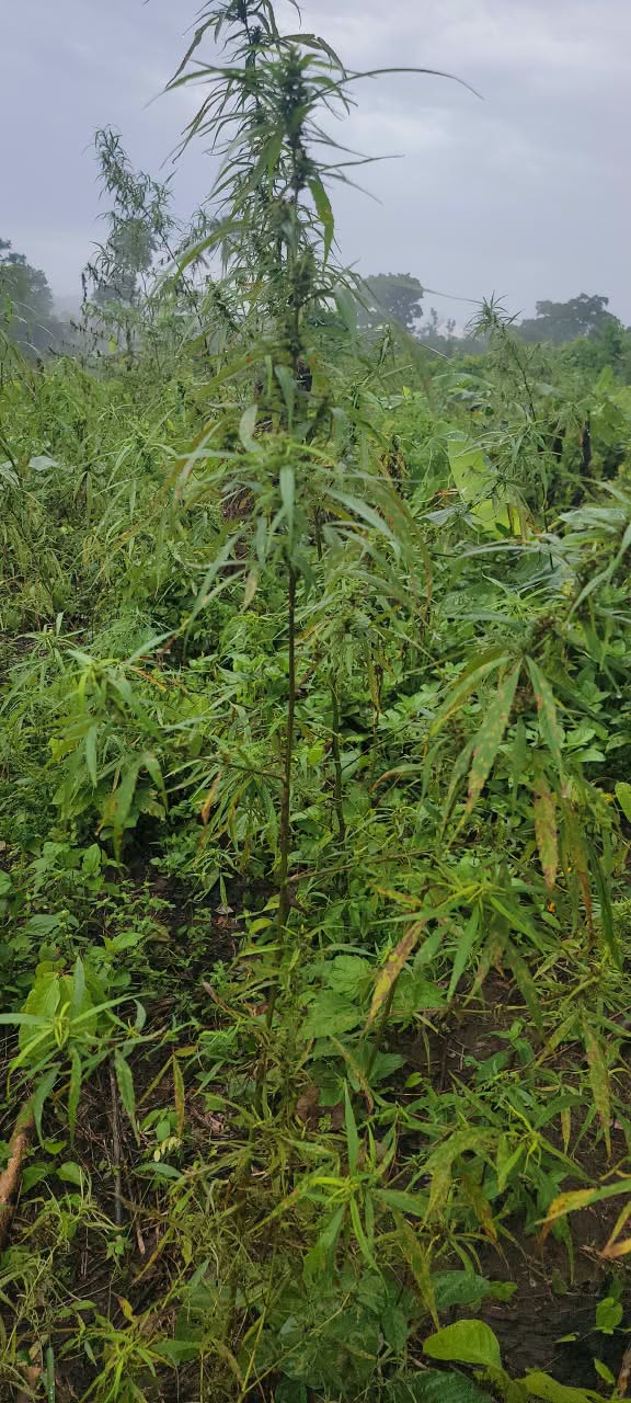 NDLEA cracks down in Edo, arrests 42 as drug baron flees