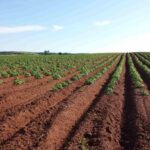 Nigeria woos investors with one million hectare tree crop plan in Brussels