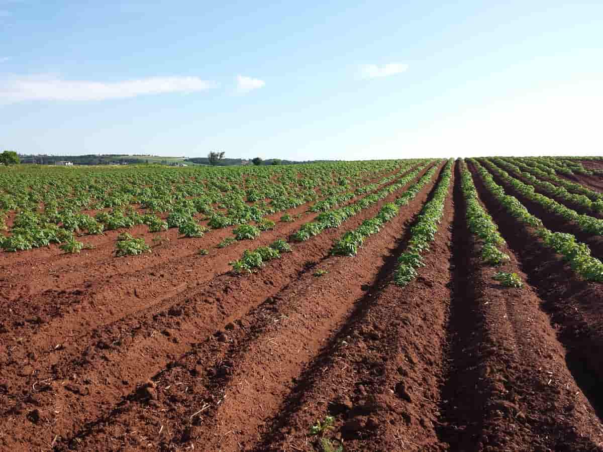 Nigeria woos investors with one million hectare tree crop plan in Brussels