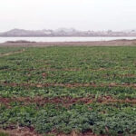 Farm cultivated in Plateau State via small holder machanization