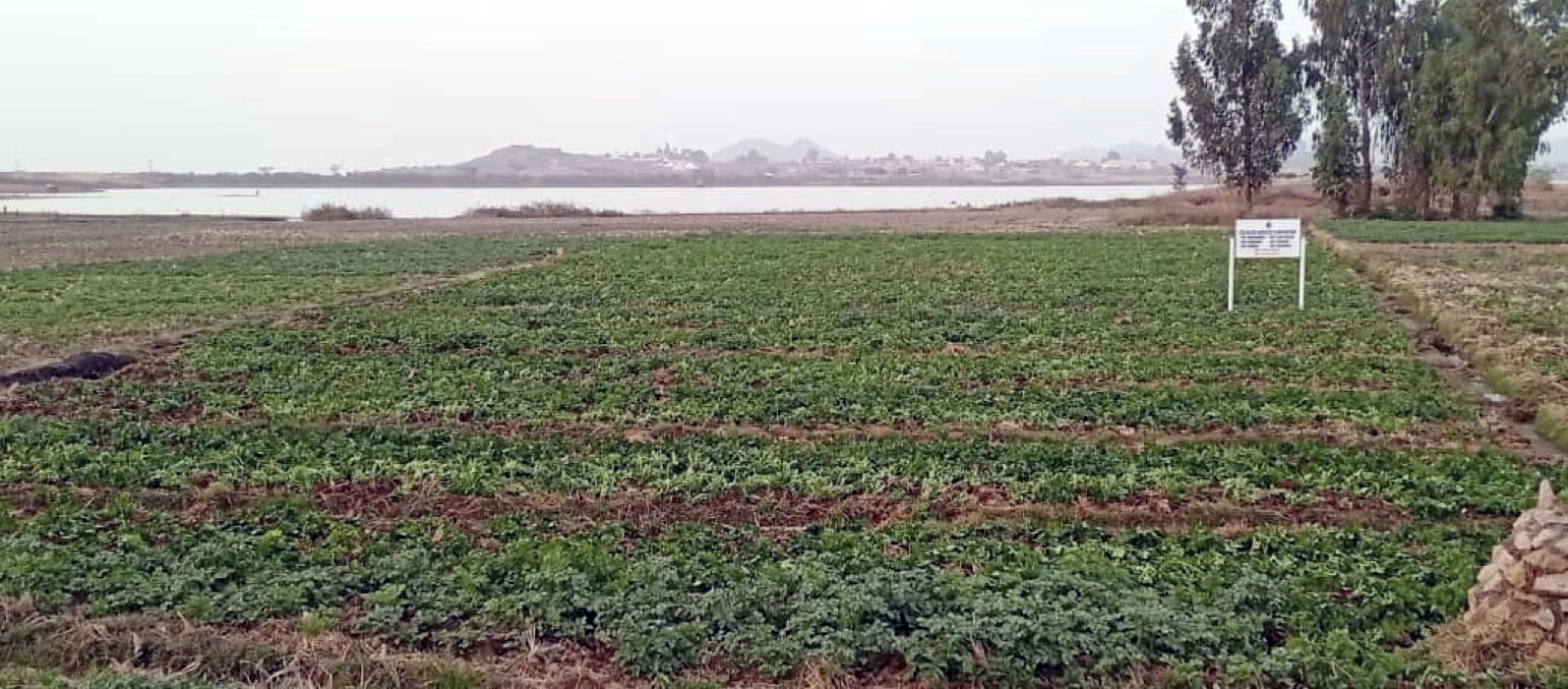 Farm cultivated in Plateau State via small holder machanization
