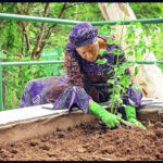 Oluremi Tinubu at her vegetables garden in Aso Rock