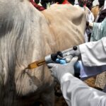 Gombe flags off statewide livestock vaccination campaign