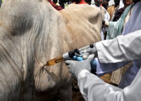 Gombe flags off statewide livestock vaccination campaign