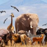 animal-day-16332888954×3