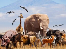animal-day-16332888954×3