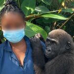 gorilla
