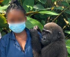 gorilla